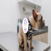 The Best Vets in Malta: Ensuring Your Pets Receive Top-Notch Care